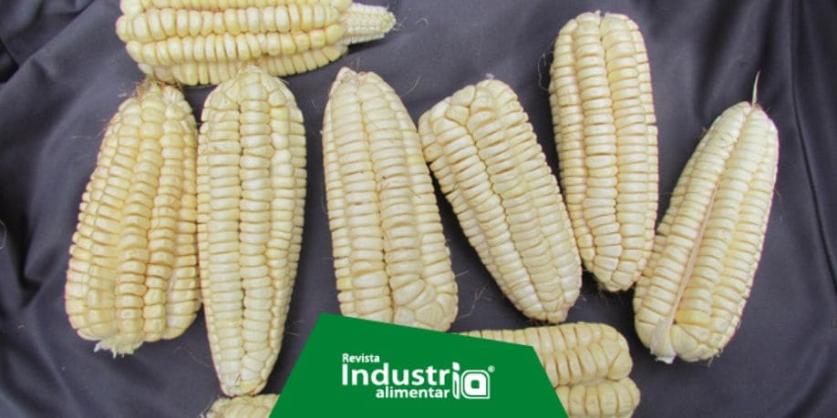 MIDAGRI libera nueva variedad de maíz amiláceo YURACC CHOCCLLO de alta  calidad genética