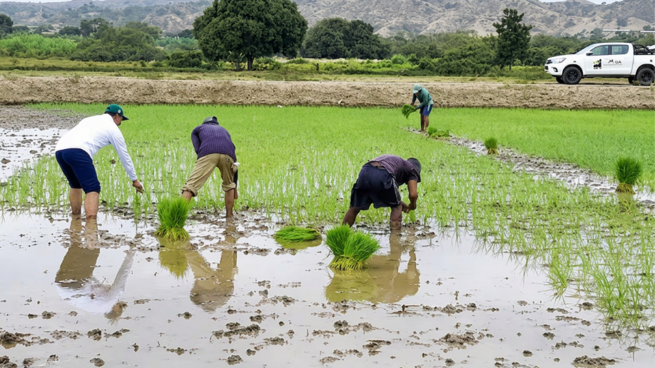 El Niño amenaza agroexportaciones y golpea al 2027 Revista Industria Alimentaria El Niño amenaza agroexportaciones y golpea al 2027 Revista Industria Alimentaria